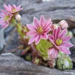 Sempervivum arachnoideum subsp. arachnoideum - Spinnenwebhuislook