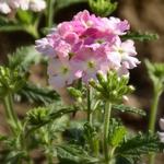 Verbena VENTURI 'Pink with Eye' - IJzerhard