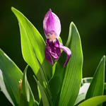 Roscoea cautleyoides 'Blackthorn Strain' - Gemberorchidee