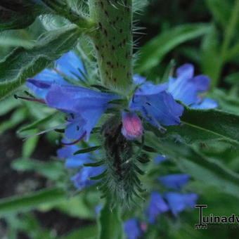 Echium plantagineum 'Blue Bedder'