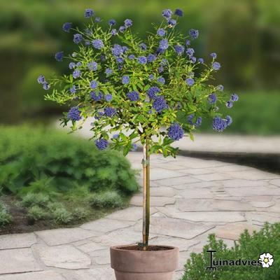 Amerikaanse sering - Ceanothus griseus 'Yankee Point'