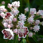 Kalmia latifolia 'Carousel' - Lepelboom, laurierroos