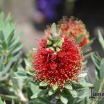 Callistemon viminalis 'Little John' - Lampepoetser