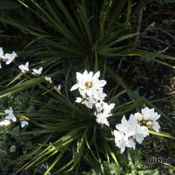 Libertia grandiflora