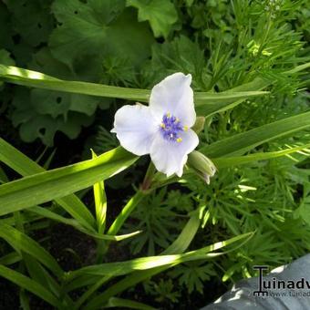 Tradescantia andersoniana 'Euridice'