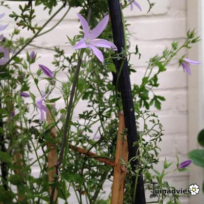 Klokjesbloem - Campanula poscharskyana 'Lisduggan Variety'