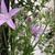 Campanula poscharskyana 'Lisduggan Variety'