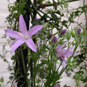 Campanula poscharskyana 'Lisduggan Variety'