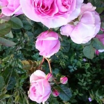 Rosa 'Prinses Claire'