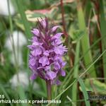 Dactylorhiza fuchsii x praetermissa - Orchidee, bosorchis