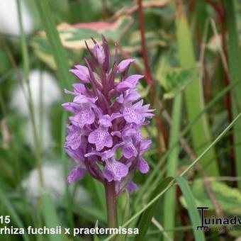 Dactylorhiza fuchsii x praetermissa