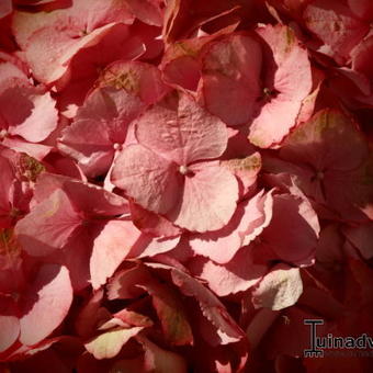 Hydrangea macrophylla