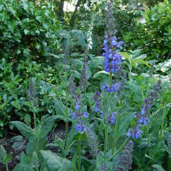 Salvia x sylvestris 'Mainacht'