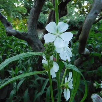 Sidalcea candida