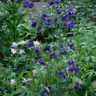 Aquilegia vulgaris