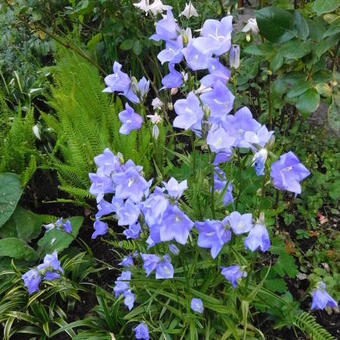 Campanula persicifolia 'Coerulea'