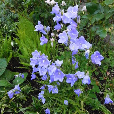 Perzikbladklokje - Campanula persicifolia 'Coerulea'