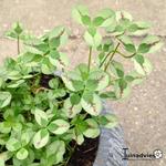 Trifolium repens 'Dragon's Blood'  - Klaver