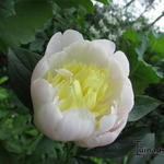 Paeonia lactiflora 'Primevere' - Pioen