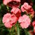 Dianthus barbatus