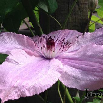 Clematis 'Hagley Hybrid'