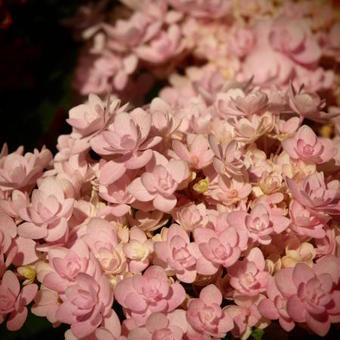 Hydrangea macrophylla 'Jomari'