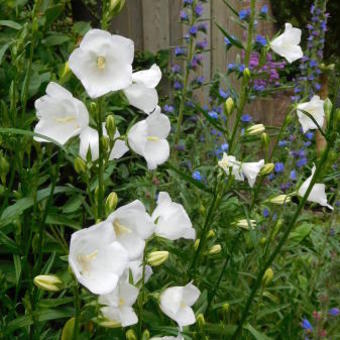 Campanula persicifolia 'Alba'