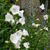 Campanula persicifolia 'Alba'