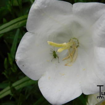 Campanula persicifolia 'Alba'