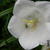 Campanula persicifolia 'Alba'