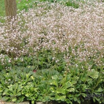 Saxifraga x urbium