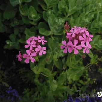 Silene armeria