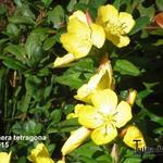 Oenothera tetragona - Teunisbloem