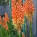 Kniphofia 'First Sunrise' - Vuurpijl of de fakkellelie