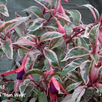 Fuchsia 'Tom West'