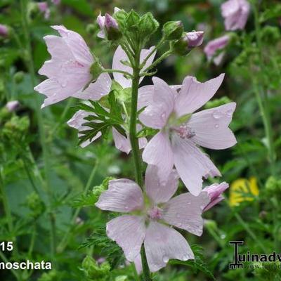 Malva moschata - Muskuskaasjeskruid