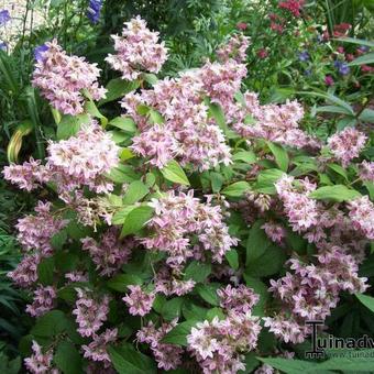 Deutzia x hybrida 'Strawberry Fields'