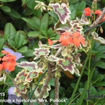 Pelargonium x hortorum 'Mrs. Pollock'