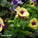 Torenia 'Yellow Moon' - Torenia