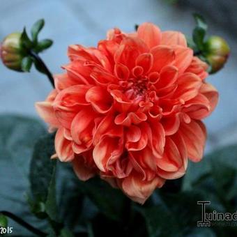 Dahlia 'Orange Nugget'