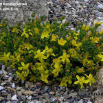 Hypericum kazdaghense - Sint-Janskruid