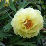 Paeonia suffruticosa 'High Noon' - Boompioen