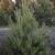 Pinus sylvestris