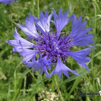 Centaurea cyanus