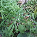 Galium aparine - Kleefkruid