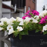 Surfinia 'White' - Hangpetunia