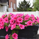 Surfinia 'Hot Pink 2005' - Hangpetunia