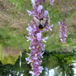 Nepeta grandiflora 'Veluws Blauwtje' - Kattekruid