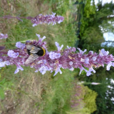 Kattekruid - Nepeta grandiflora 'Veluws Blauwtje'