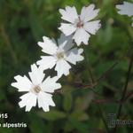 Silene alpestris - Lijmkruid/Hemelroosje